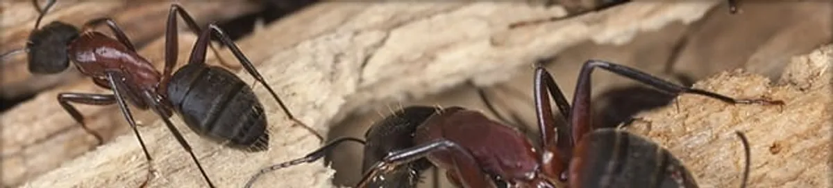 Close-up of ants on wood showing an active ant infestation in Akron, OH