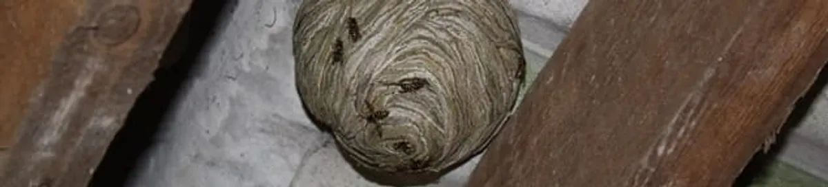 Wasp nest in an attic space, a common home infestation risk in Akron, OH
