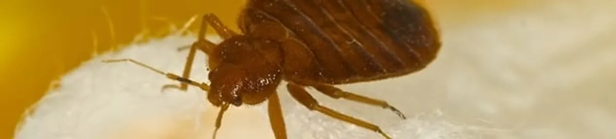 Close-up of a bed bug, a sign of an active infestation in Akron, OH