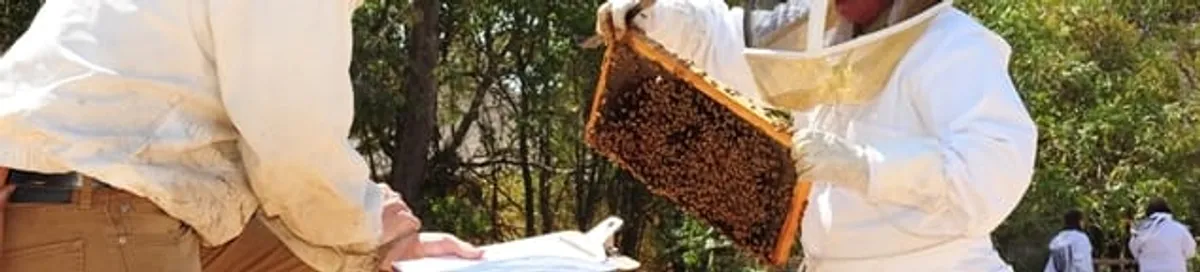 Bee removal specialists relocating a hive and honeycomb safely in Akron, OH
