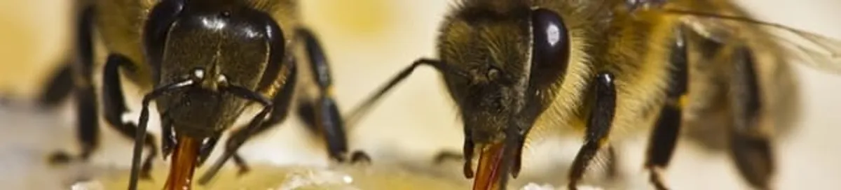 Close-up of honey bees, a sign of a nearby hive in Akron, OH