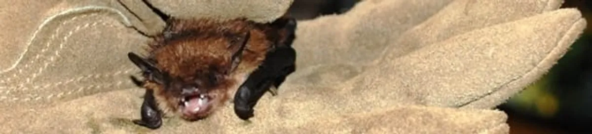 Bat removal specialist holding a bat safely during humane exclusion in Akron, OH