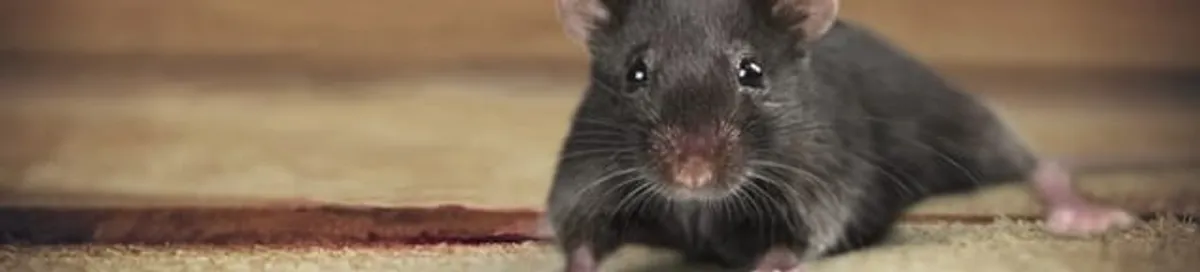 Mouse indoors, a common sign of a rodent infestation in Akron, OH