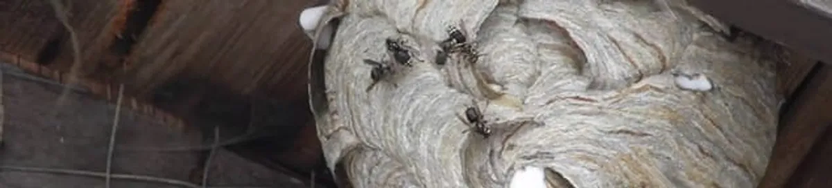 Close-up of a wasp nest with active wasps, a sign of an infestation in Akron, OH